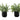 11" Tall, Artificial Plant, Eucalyptus Grass, Indoor, Faux, Fake, Table, Greenery, Potted, Decorative (Set of 2) - Green / Black