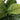 41" Tall, Artificial Plant, Fiddle Tree, Indoor, Faux, Fake, Floor, Greenery, Potted, Real Touch, Decorative - Green / Black
