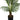 57" Tall, Artificial Plant, Palm Tree, Indoor, Faux, Fake, Floor, Greenery, Potted, Real Touch, Decorative - Green / Black