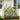 Metal Garden Trellis For Climbing Plants Outdoor Rustproof Plant Support Rose Trellis Netting Trellis