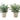 13" Tall, Artificial Plant, Eucalyptus Grass, Indoor, Faux, Fake, Table, Greenery, Potted, Decorative (Set of 2) - Green / White