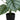 24" Tall, Artificial Plant, Calathea, Indoor, Faux, Fake, Table, Greenery, Potted, Real Touch, Decorative - Green / Black