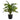 17" Tall, Artificial Plant, Dracaena, Indoor, Faux, Fake, Table, Greenery, Potted, Real Touch, Decorative - Green / Black