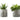 6" Tall, Artificial Plant, Succulent, Indoor, Faux, Fake, Table, Greenery, Potted, Decorative (Set of 2) - Green / Gray