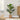 28" Tall, Artificial Plant, Fiddle Tree, Indoor, Faux, Fake, Floor, Greenery, Potted, Real Touch, Decorative - Green / Beige