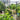 Metal Garden Arch Climbing Plants Support Rose Arch Outdoor - Black