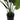 37" Tall, Artificial Plant, Aureum Tree, Indoor, Faux, Fake, Floor, Greenery, Potted, Real Touch, Decorative - Green / Black