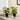 13" Tall, Artificial Plant, Epipremnum, Indoor, Faux, Fake, Table, Greenery, Potted, Decorative (Set of 2) - Green / Black