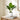 17" Tall, Artificial Plant, Aureum, Indoor, Faux, Fake, Table, Greenery, Potted, Real Touch, Decorative - Green / White