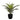 20" Tall, Artificial Plant, Palm, Indoor, Faux, Fake, Table, Greenery, Potted, Real Touch, Decorative - Green / Black