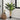 55" Tall, Artificial Plant, Banana Tree, Indoor, Faux, Fake, Floor, Greenery, Potted, Real Touch, Decorative - Green / Black