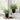 11" Tall, Artificial Plant, Eucalyptus Grass, Indoor, Faux, Fake, Table, Greenery, Potted, Decorative (Set of 2) - Green / Black