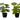 13" Tall, Artificial Plant, Epipremnum, Indoor, Faux, Fake, Table, Greenery, Potted, Decorative (Set of 2) - Green / Black